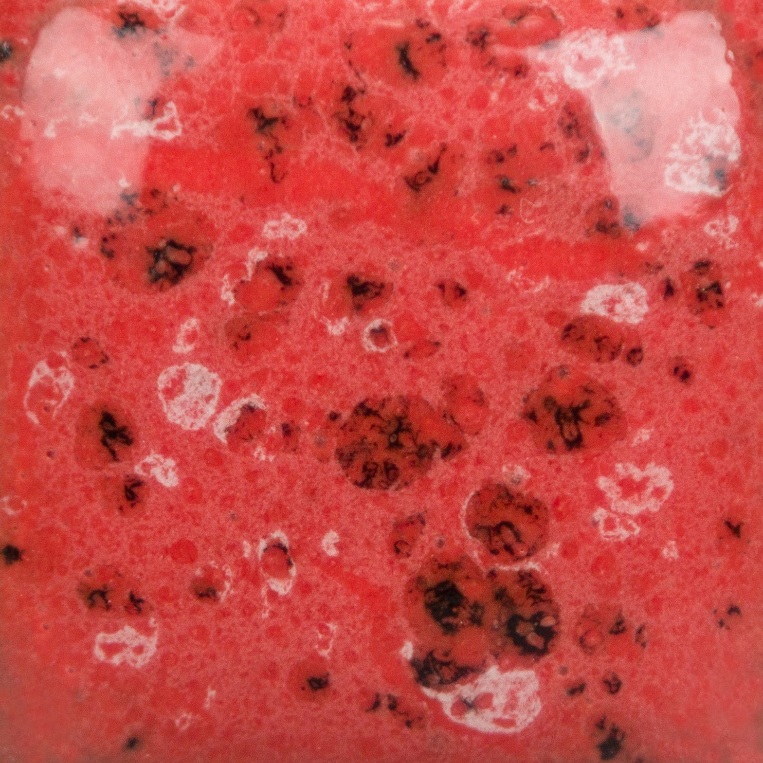 Speckled Cutie Pie Coral SP289