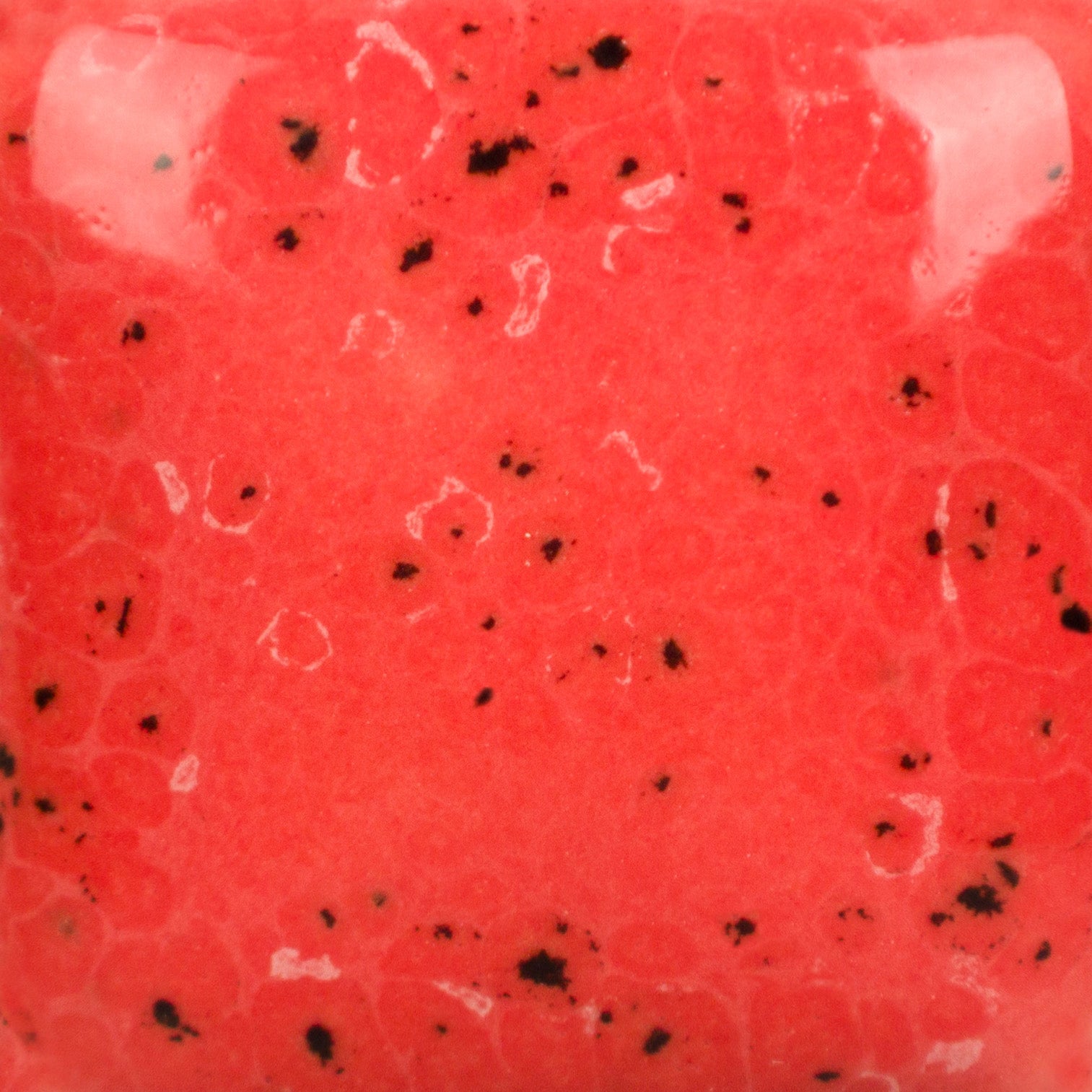 Speckled Cutie Pie Coral SP289